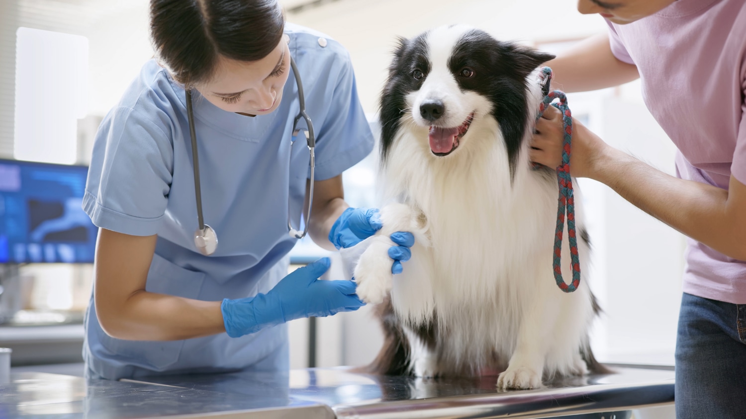 Veterinary Support